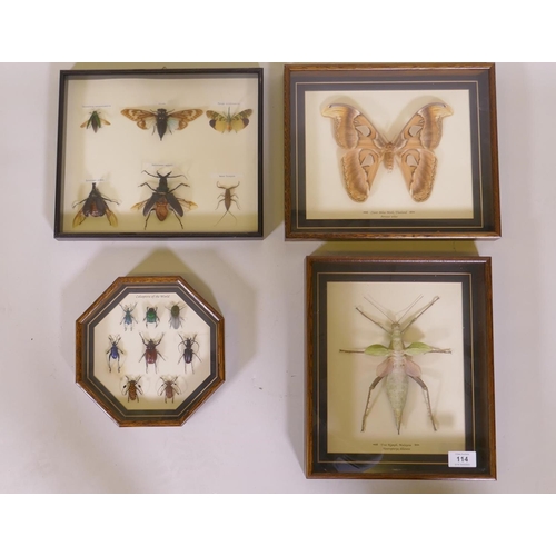 114 - Entomology, four framed and mounted insect and moth specimens, largest 27 x 32cm