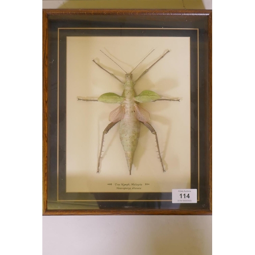 114 - Entomology, four framed and mounted insect and moth specimens, largest 27 x 32cm