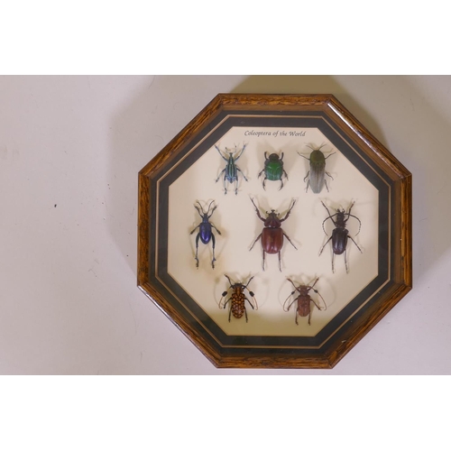 114 - Entomology, four framed and mounted insect and moth specimens, largest 27 x 32cm