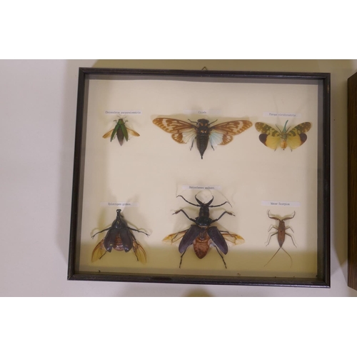 114 - Entomology, four framed and mounted insect and moth specimens, largest 27 x 32cm