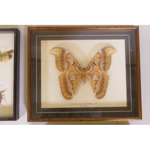 114 - Entomology, four framed and mounted insect and moth specimens, largest 27 x 32cm