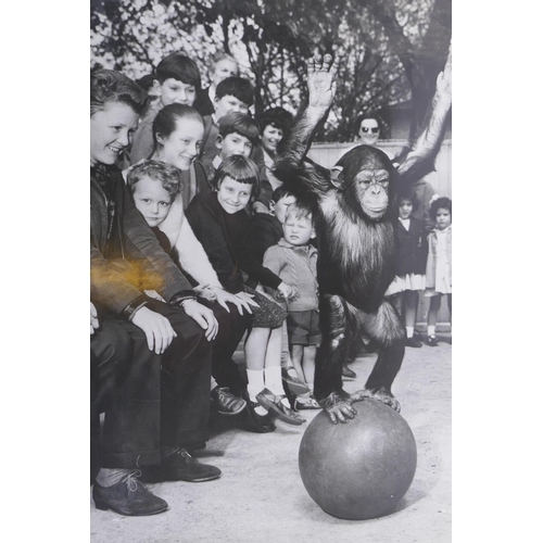 196 - Four large vintage press photographs including Some Duck, depicting Dilly the Duck with June Powell,... 