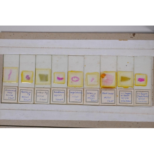 64 - A collection of scientific microscope slides, all with annotations and labels, many dated 1947, boxe... 