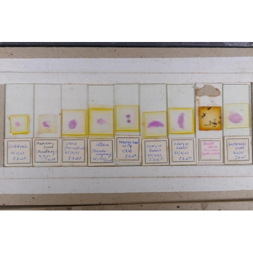 64 - A collection of scientific microscope slides, all with annotations and labels, many dated 1947, boxe... 