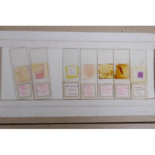 64 - A collection of scientific microscope slides, all with annotations and labels, many dated 1947, boxe... 