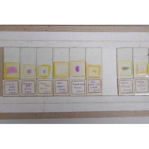 64 - A collection of scientific microscope slides, all with annotations and labels, many dated 1947, boxe... 