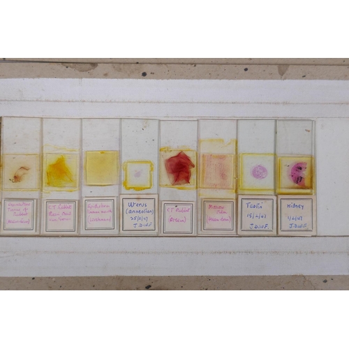 64 - A collection of scientific microscope slides, all with annotations and labels, many dated 1947, boxe... 