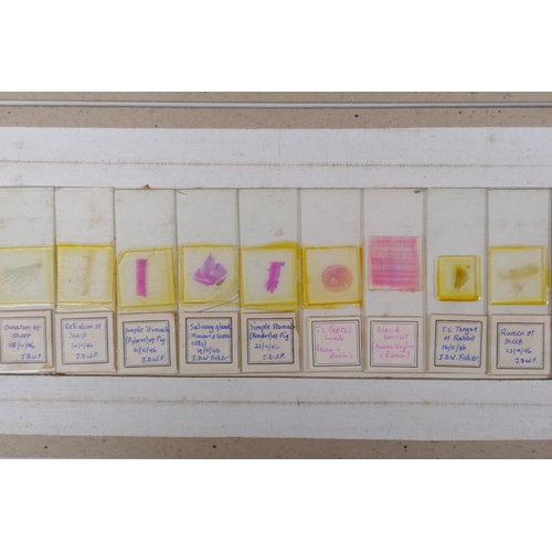 64 - A collection of scientific microscope slides, all with annotations and labels, many dated 1947, boxe... 