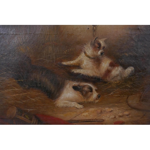 816 - George Armfield (British, 1808-1893), Trapped, two terriers in a barn with a trap, signed, oil on ca... 