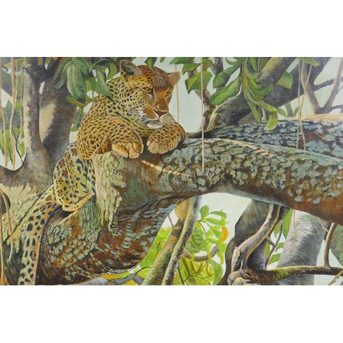 846 - Stan Bathurst, leopard lounging in the boughs of a tree, oil on board, 68 x 56cm