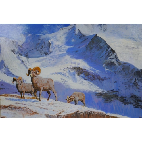 848 - Stan Bathurst, Bighorns on a snowy mountain, oil on board, 68 x 52cm