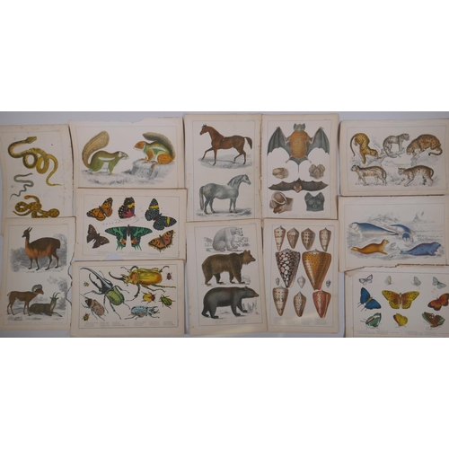 837 - A large quantity of antique coloured book plates of animals, 14 x 22cm