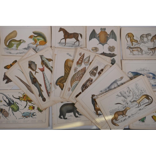 837 - A large quantity of antique coloured book plates of animals, 14 x 22cm