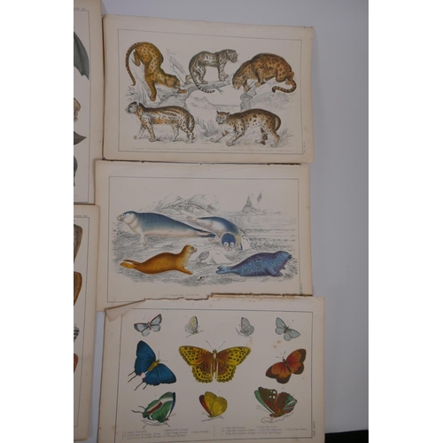 837 - A large quantity of antique coloured book plates of animals, 14 x 22cm