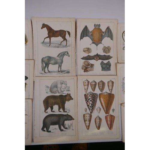 837 - A large quantity of antique coloured book plates of animals, 14 x 22cm