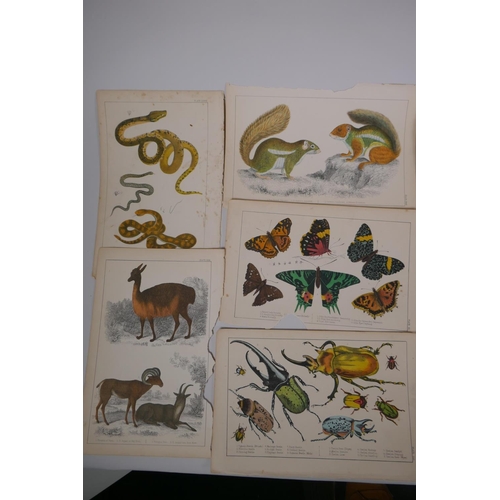 837 - A large quantity of antique coloured book plates of animals, 14 x 22cm