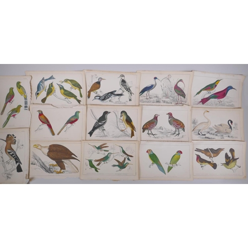 842 - A large quantity of antique coloured book plates of birds, 14 x 22cm