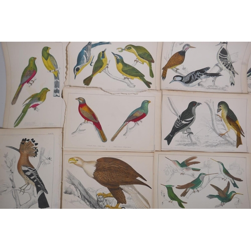 842 - A large quantity of antique coloured book plates of birds, 14 x 22cm