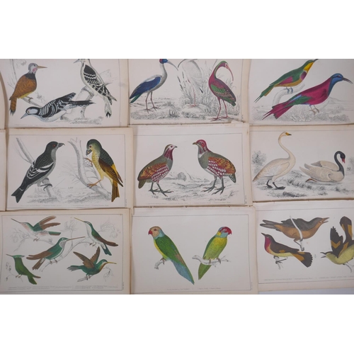 842 - A large quantity of antique coloured book plates of birds, 14 x 22cm