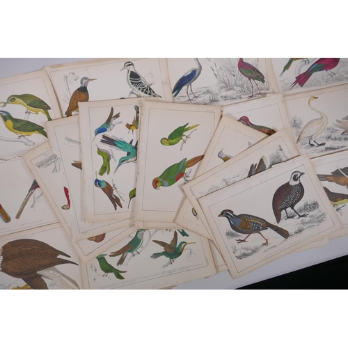 842 - A large quantity of antique coloured book plates of birds, 14 x 22cm