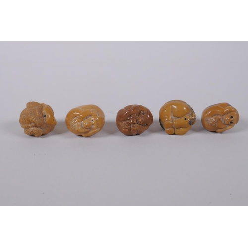 51 - Five Japanese carved tagua nut netsuke in the form of various animals, 3cm diameter