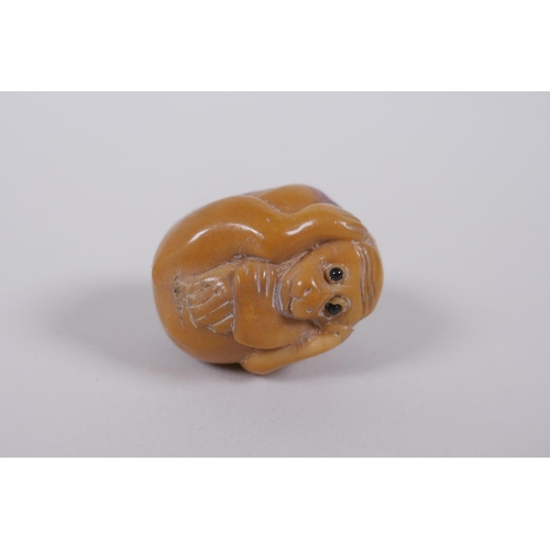 51 - Five Japanese carved tagua nut netsuke in the form of various animals, 3cm diameter