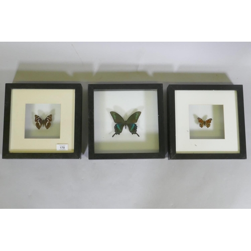 170 - Three framed mounted butterflies, 25 x 25cm