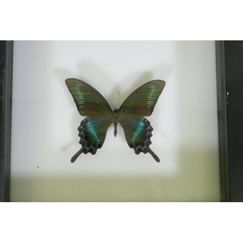 170 - Three framed mounted butterflies, 25 x 25cm