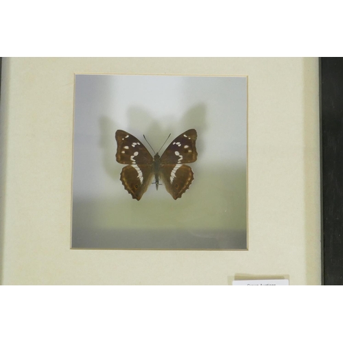 170 - Three framed mounted butterflies, 25 x 25cm