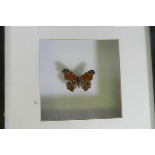 170 - Three framed mounted butterflies, 25 x 25cm