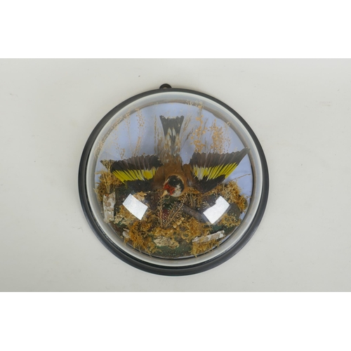 21 - A Victorian wall mounted glass domed taxidermy Goldfinch, 26cm diameter