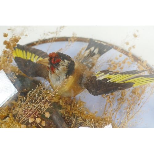 21 - A Victorian wall mounted glass domed taxidermy Goldfinch, 26cm diameter