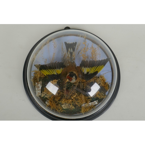 21 - A Victorian wall mounted glass domed taxidermy Goldfinch, 26cm diameter