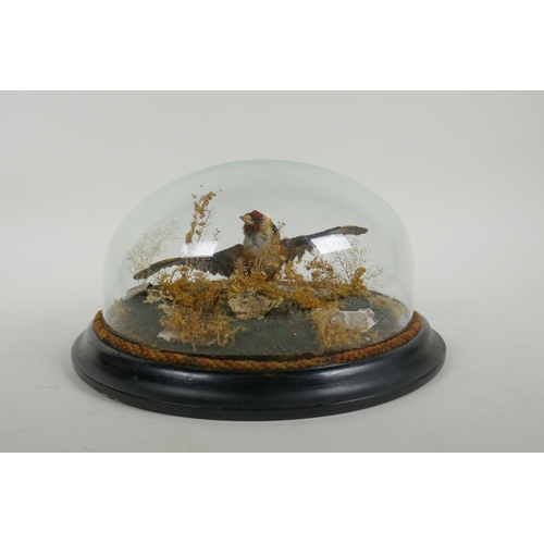 21 - A Victorian wall mounted glass domed taxidermy Goldfinch, 26cm diameter