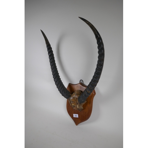 244 - Antique pair of horns mounted on an oak shield shaped plaque, 57cm high