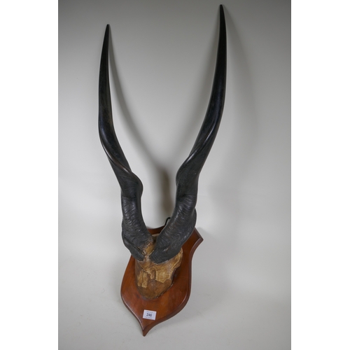 246 - Antique pair of horns mounted on a shield shaped plaque, 72cm high