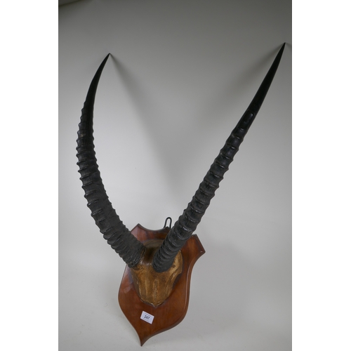 247 - Antique pair of horns mounted on a shield shaped plaque, 90cm high