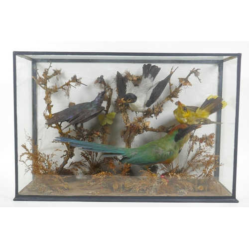 91 - A Victorian glass cased taxidermy group of rare exotic birds, including bee eater, glossy starling, ... 