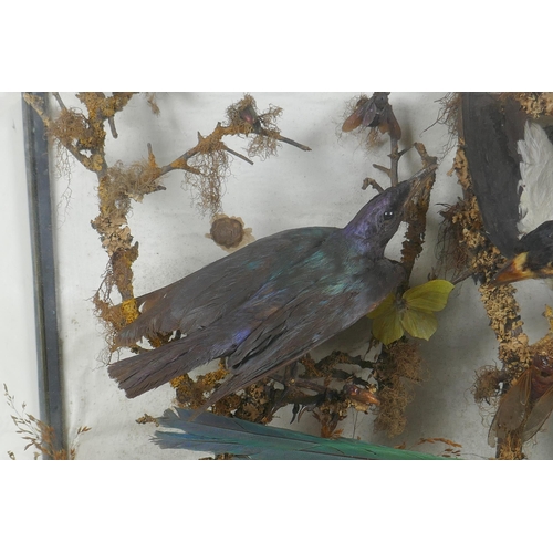 91 - A Victorian glass cased taxidermy group of rare exotic birds, including bee eater, glossy starling, ... 