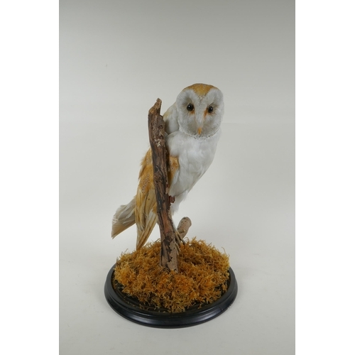 12 - A taxidermy barn owl, in a glass domed case, 42cm high