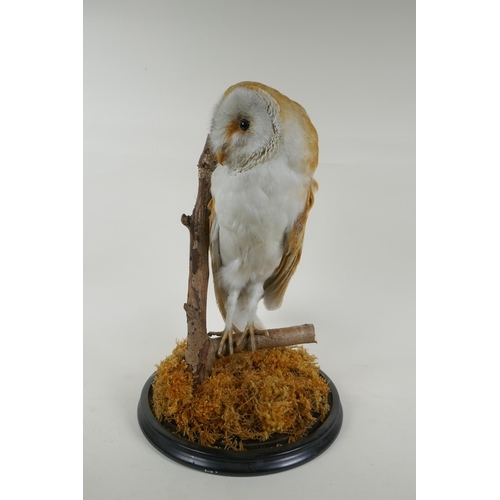 12 - A taxidermy barn owl, in a glass domed case, 42cm high