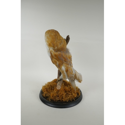 12 - A taxidermy barn owl, in a glass domed case, 42cm high