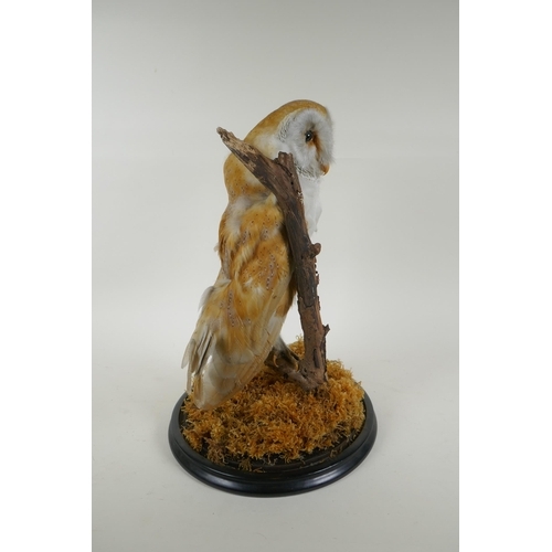 12 - A taxidermy barn owl, in a glass domed case, 42cm high