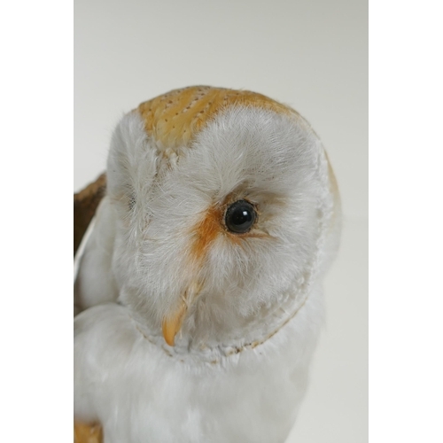 12 - A taxidermy barn owl, in a glass domed case, 42cm high