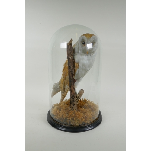 12 - A taxidermy barn owl, in a glass domed case, 42cm high