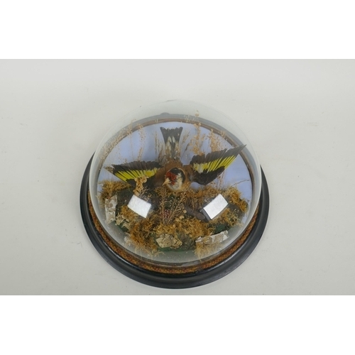 21 - A Victorian wall mounted glass domed taxidermy Goldfinch, 26cm diameter