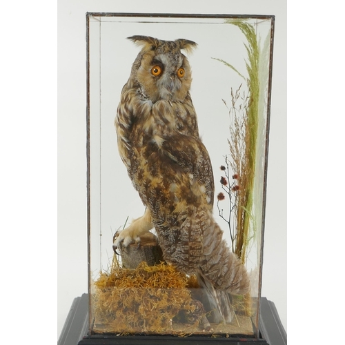 94 - An antique taxidermy short eared owl, in a leaded glass case, 29 x 21cm, 42cm high