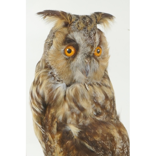 94 - An antique taxidermy short eared owl, in a leaded glass case, 29 x 21cm, 42cm high