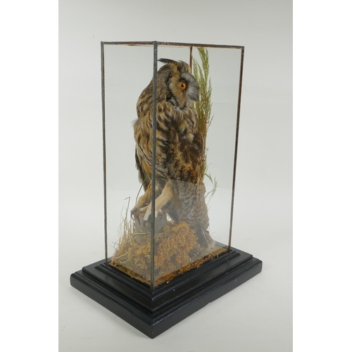 94 - An antique taxidermy short eared owl, in a leaded glass case, 29 x 21cm, 42cm high