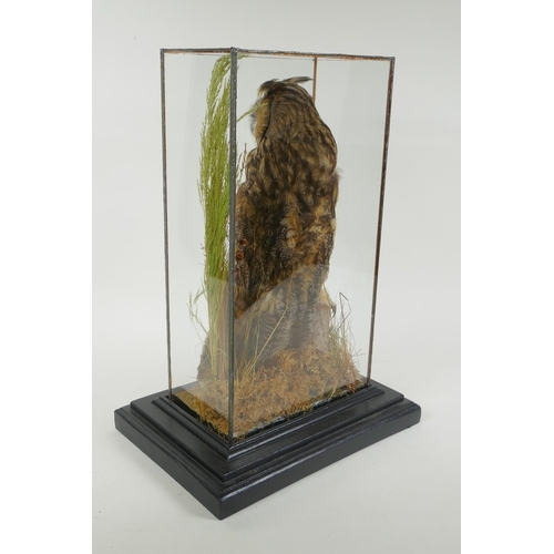 94 - An antique taxidermy short eared owl, in a leaded glass case, 29 x 21cm, 42cm high